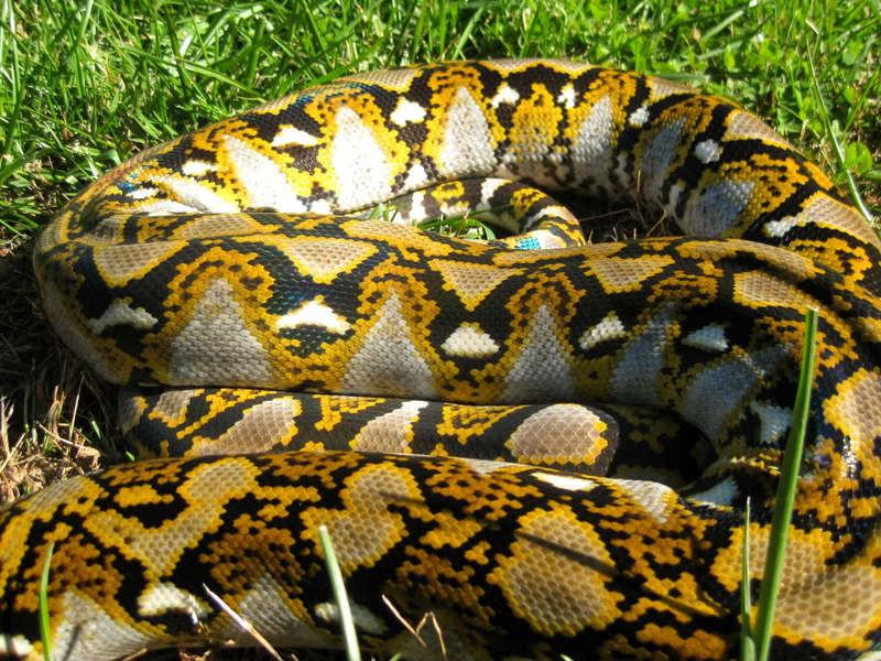 Retic3 - reticulated python (Python reticulatus).jpg