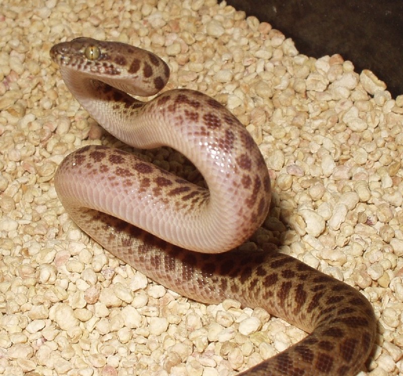 Childrens Python 3 - Children's python (Antaresia childreni).JPG