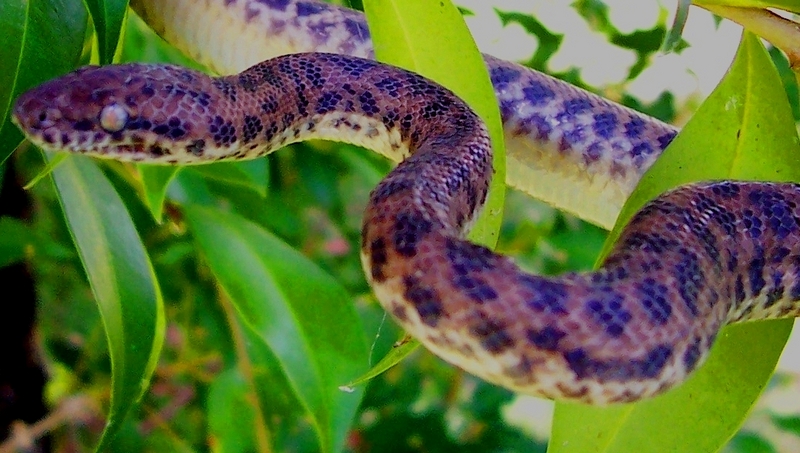 Python, Spotted - spotted python (Antaresia maculosa).JPG
