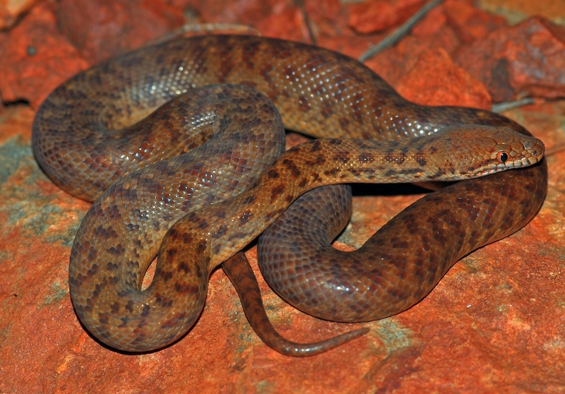 Antaresia perthensis - pygmy python, anthill python (Antaresia perthensis).jpg
