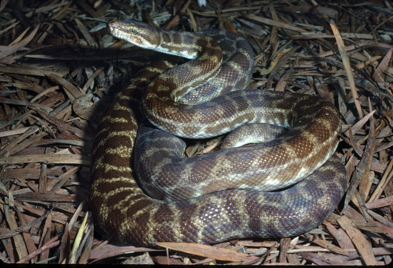 CSIRO ScienceImage 3883 Stimsons Python - Stimson's python (Antaresia stimsoni).jpg