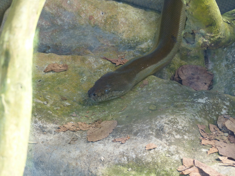 Apodora papuana 2 - Irian python, Papuan python (Apodora papuana).JPG