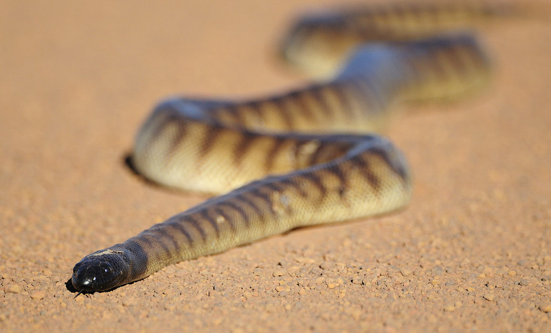 Black.Headed.Python.King.Ash.Bay - black-headed python (Aspidites melanocephalus).jpg
