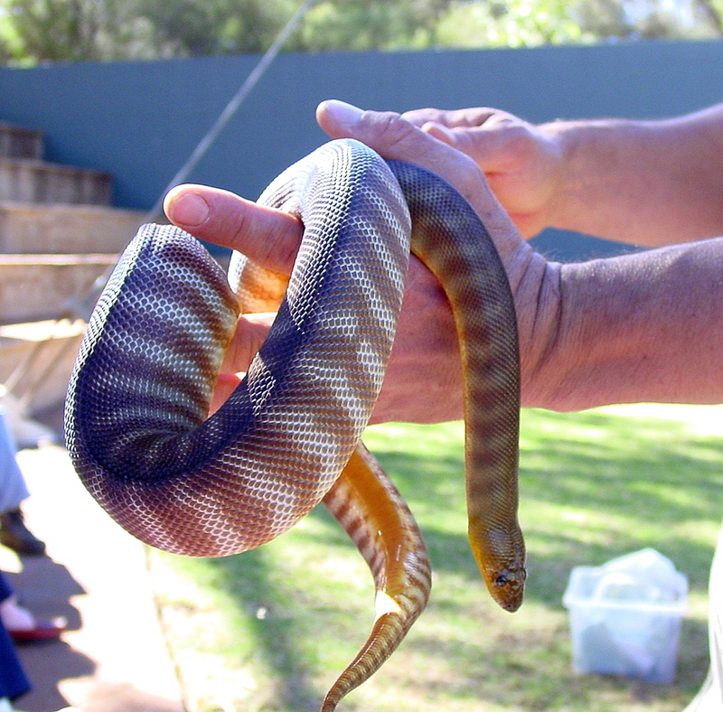 Aspidites ramsayi - Ramsay's python, woma (Aspidites ramsayi).jpg