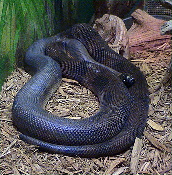 Bothrochilus boa - Bismarck ringed python (Bothrochilus boa).jpg