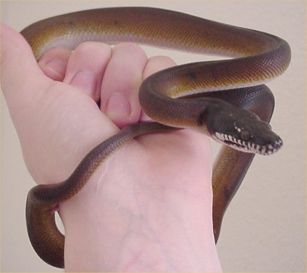 Leiopython albertisii - Leiopython albertisii (D'Albert's water python, northern white-lipped python).jpg