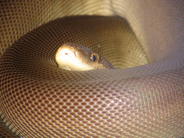 Liasis olivaceous - olive python (Liasis olivaceus).jpg