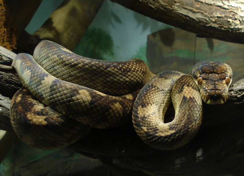 Amethystine Python - Morelia amethistina, scrub python.jpg