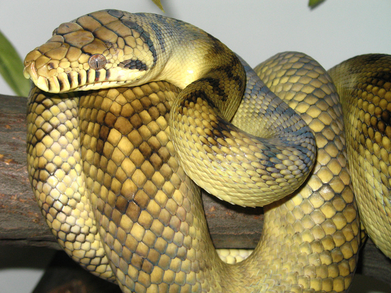 High-Yellow Sorong Amethystine Scrub Python - amethystine, scrub python (Morelia amethistina).jpg