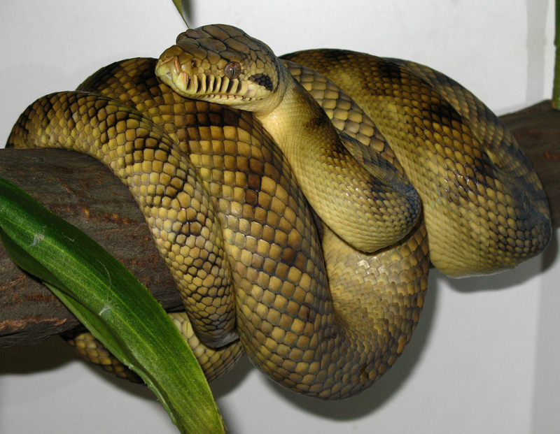 High-Yellow Sorong Amethystine Scrub Python (Morelia amethistina) - amethystine, scrub python (Morelia amethistina).jpg
