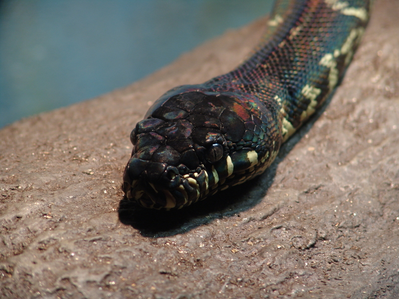 Boelen Python 02 - Boelen's python, black python (Morelia boeleni).jpg