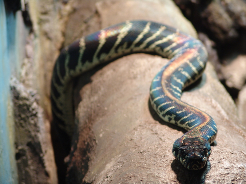 Boelen Python 01 - Boelen's python, black python (Morelia boeleni).jpg
