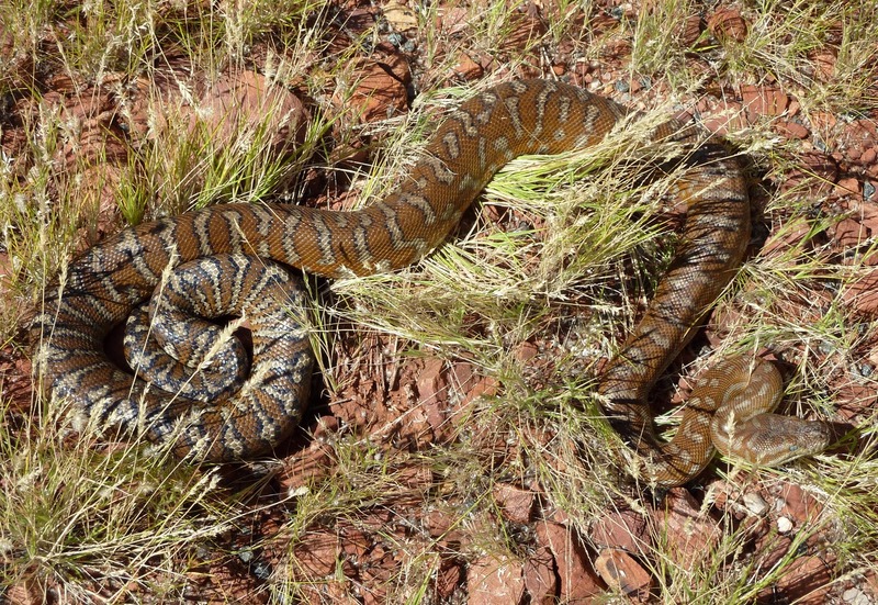 Morelia bredli3 - Christopher Watson - Bredl's python, Centralian carpet python (Morelia bredli).jpg