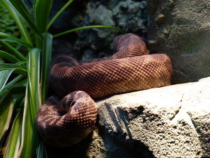 16210744720 1d7e871844 o - rough-scaled python (Morelia carinata).jpg