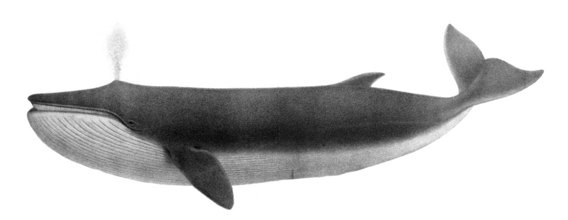 Balaenoptera physalus1 - finback, fin whale (Balaenoptera physalus).jpg