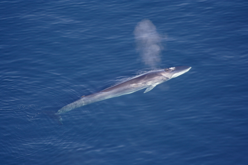 Finhval - fin whale (Balaenoptera physalus).jpg