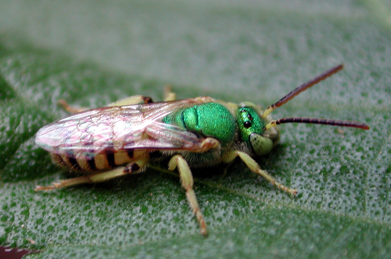 Agapostemon texanus - Agapostemon texanus (green sweat bee).jpg