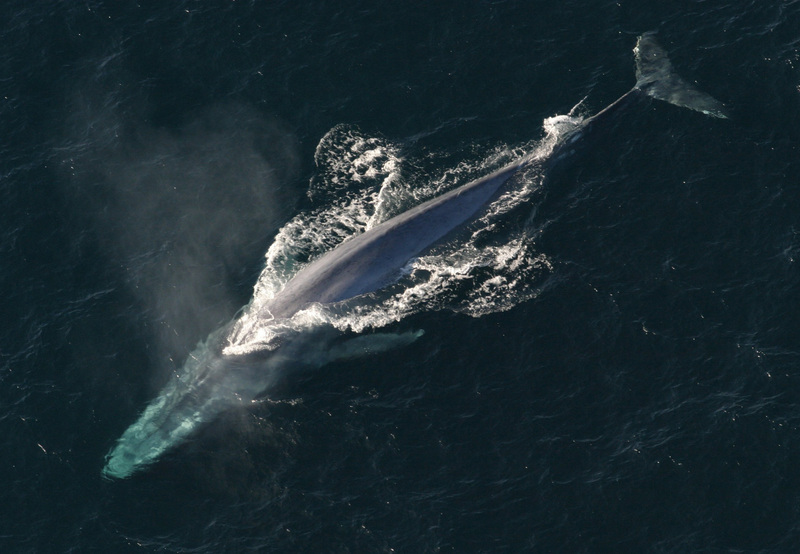 Anim1754 - Flickr - NOAA Photo Library - blue whale (Balaenoptera musculus).jpg