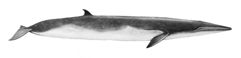 Balaenoptera edeni - Sittang, Eden's whale (Balaenoptera edeni).jpg