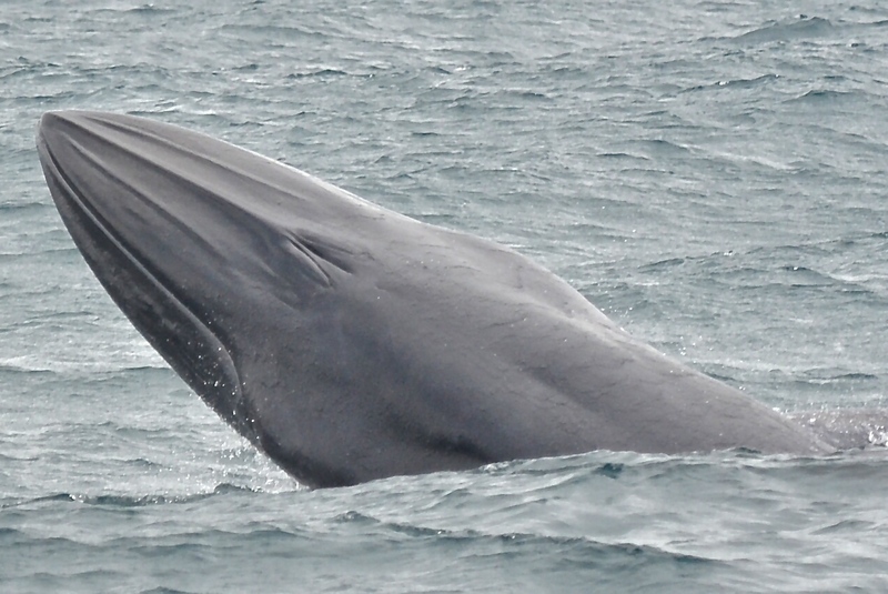 Baleia de Bryde - Bryde's whale (Balaenoptera brydei).jpg