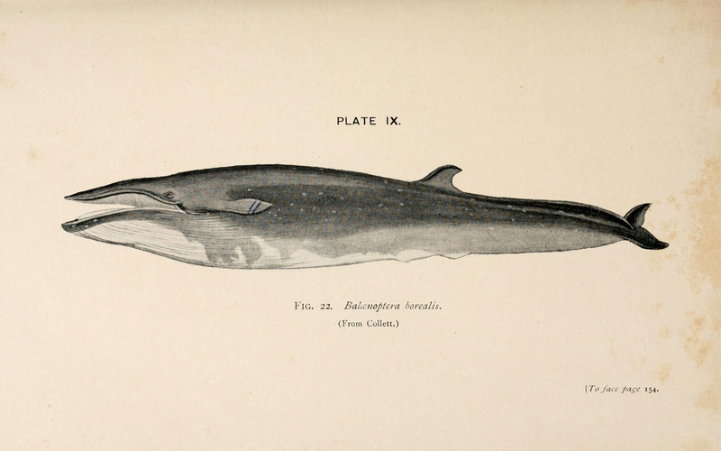 A book of whales (Plate IX) (6002555446) - sei whale (Balaenoptera borealis).jpg