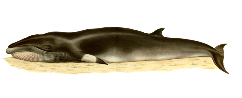 Balaenoptera-acutorostrata - common minke whale, northern minke whale (Balaenoptera acutorostrata).jpg