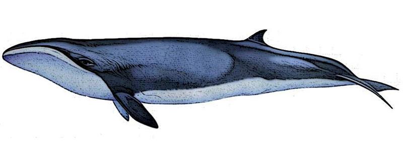 Caperea marginata 3 - pygmy right whale (Caperea marginata).jpg