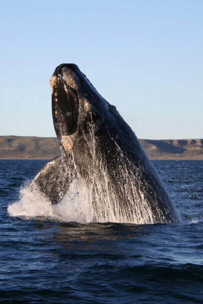 Southern right whale - southern right whale (Eubalaena australis).jpg