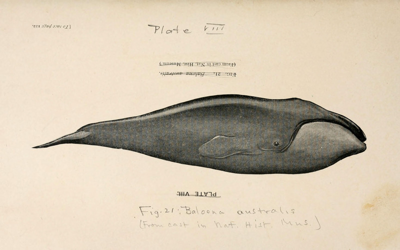 A book of whales (Plate VIII) (6002555200) - southern right whale (Eubalaena australis).jpg