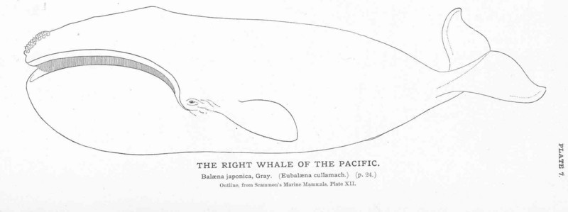 FMIB 50843 Right Whale of the Pacific - North Pacific right whale (Eubalaena japonica).jpeg