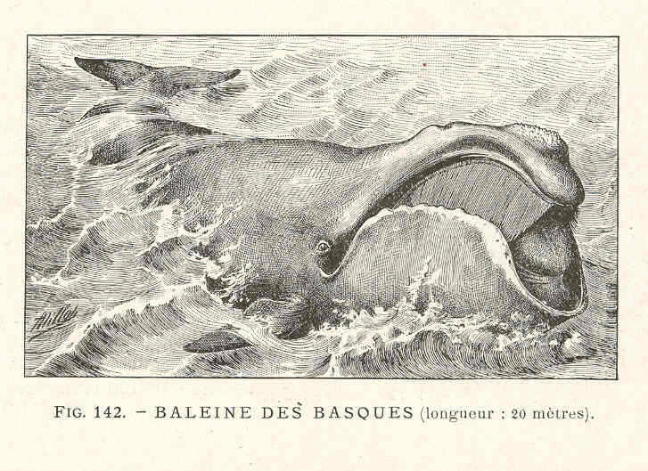 FMIB 36975 Baleine des Basques (longeur - 20 metres) - North Atlantic right whale (Eubalaena glacialis.jpeg