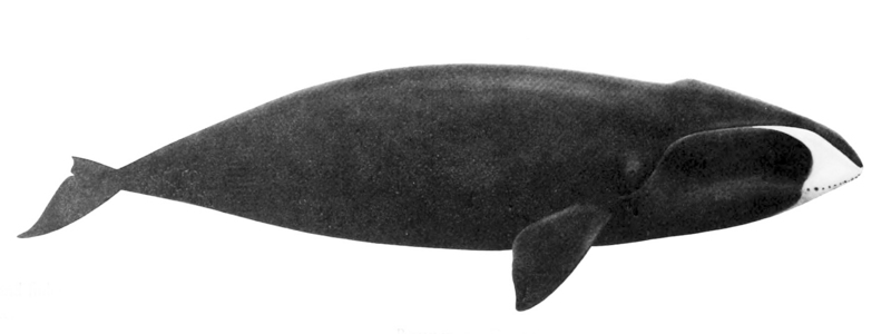 Balaena mysticetus NOAA - bowhead whale (Balaena mysticetus).jpg