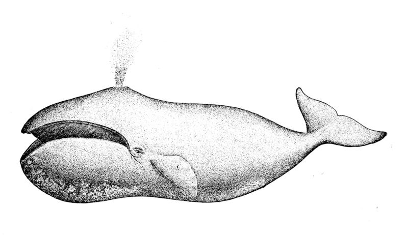 Balaena mysticetus - bowhead whale (Balaena mysticetus).jpg