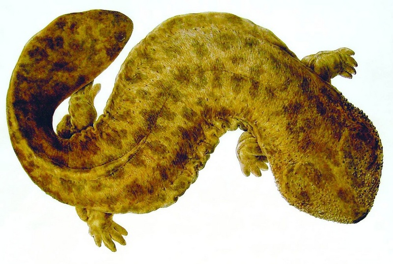 Naturalis Biodiversity Center - Andrias japonicus - Japanese giant salamander - Siebold Collection - Japanese giant salamander (Andrias japonicus) .jpg
