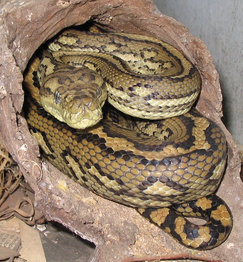 Australian-Carpet-Python - Eastern carpet python, McDowell's carpet python (Morelia spilota mcdowelli).jpg