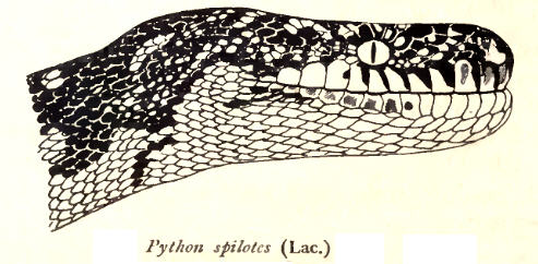 Python.Spilotes.Rooij - carpet python (Morelia spilota), diamond python.jpg