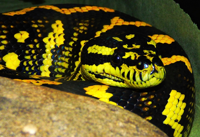 Kaiya1 - jungle carpet python (Morelia spilota cheynei).jpg