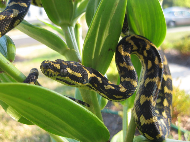 Juncarpet1 - jungle carpet python (Morelia spilota cheynei).jpg