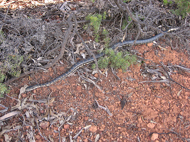 Morelia spilota imbricata 2 - southern carpet python (Morelia spilota imbricata).jpg