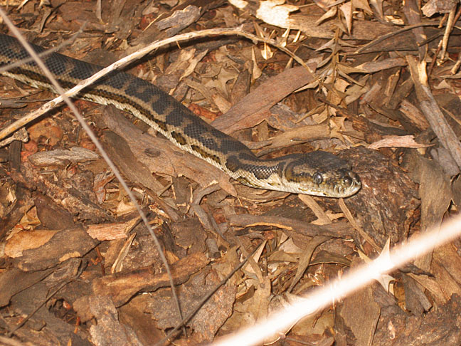 Morelia spilota imbricata 4 - southern carpet python (Morelia spilota imbricata).jpg