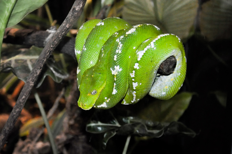 Green Tree Python Coiled Around a Branch - green tree python (Morelia viridis).jpg