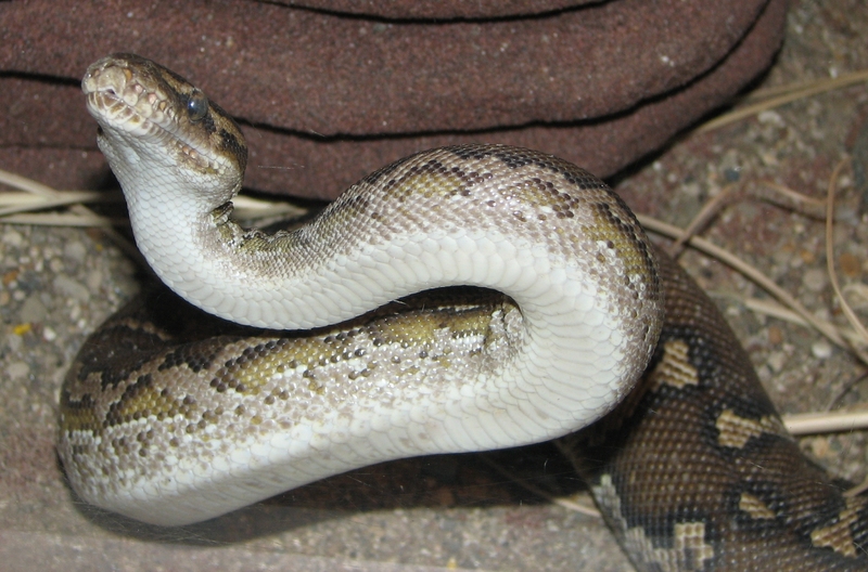 Angolian Python 001 - Angolan python, Anchieta's dwarf python (Python anchietae).jpg