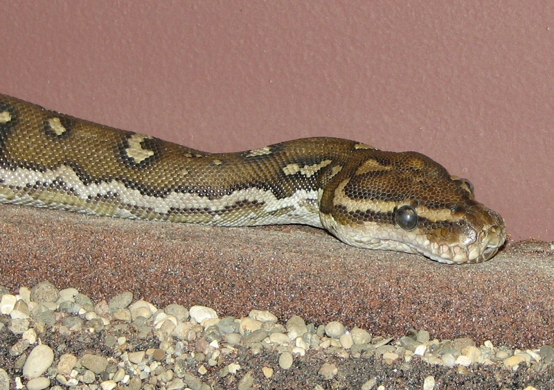 Angolian-Python - Angolan python, Anchieta's dwarf python (Python anchietae).jpg
