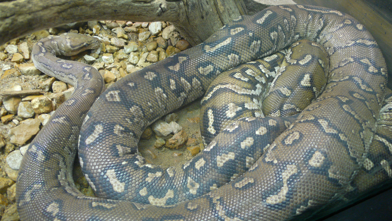 Python anchietae (1) - Angolan python, Anchieta's dwarf python (Python anchietae).jpg
