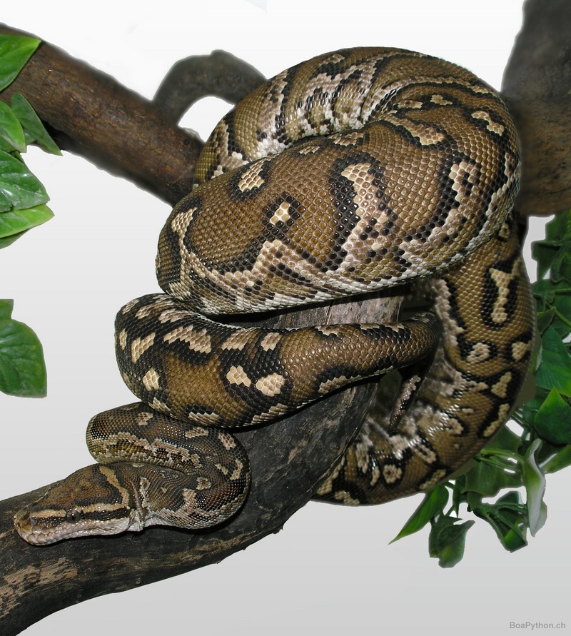 Angolan Dwarf Python (Python anchietae) - Angolan python, Anchieta's dwarf python (Python anchietae).jpg