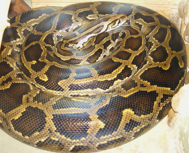 Python molurus тигровый питон - Burmese python (Python bivittatus).jpg