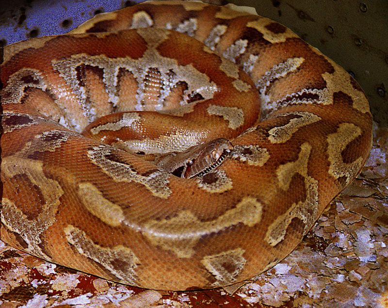 Python breitensteini (13106752324) - Borneo python (Python breitensteini).jpg