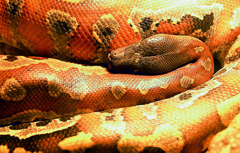 Python breitensteini (13106768574) - Borneo python (Python breitensteini).jpg