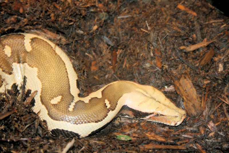 Python1 - Borneo python (Python breitensteini).jpg