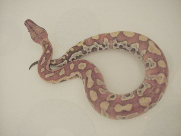 Python curtus brongersmai - Brongersma's short-tailed python, blood python (Python brongersmai).jpg